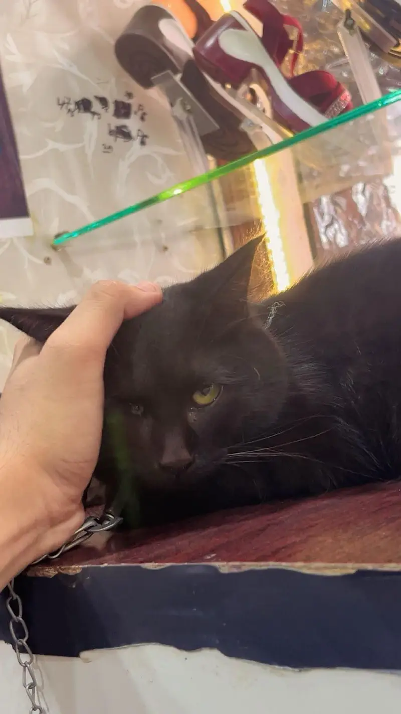 Bombay black cat — photo 3