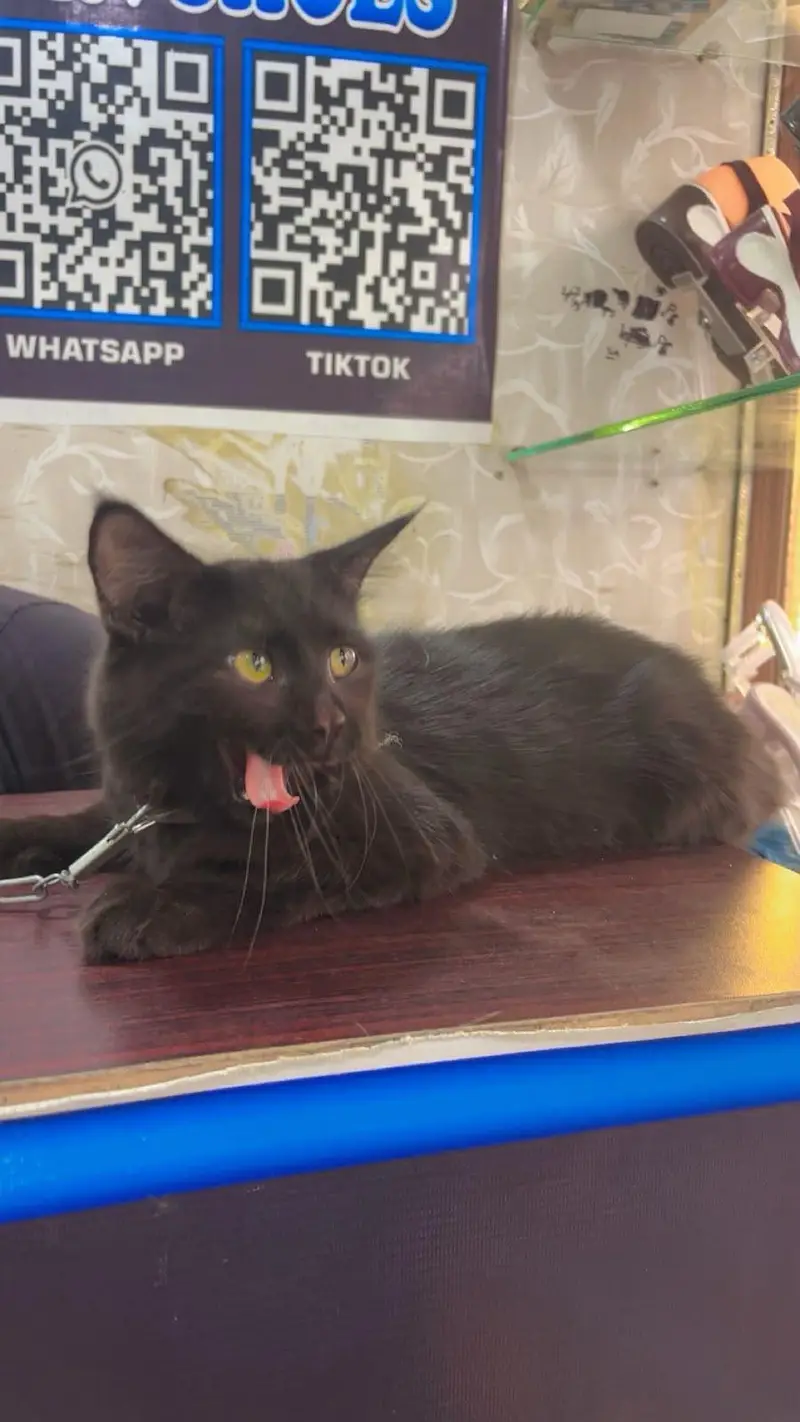 Bombay black cat — photo 4