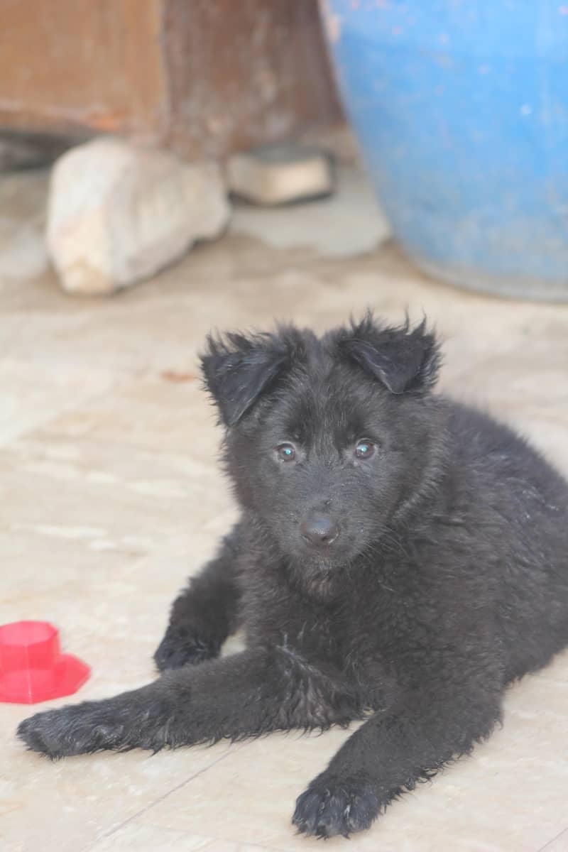 dog  0