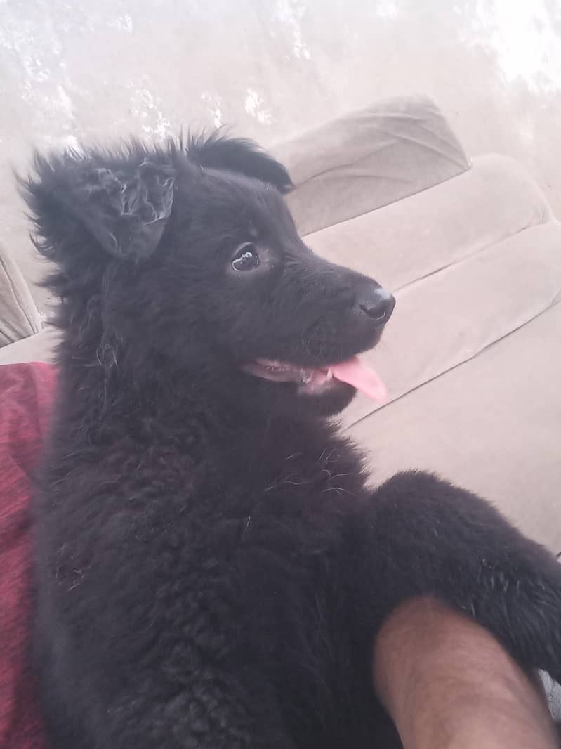 dog  1
