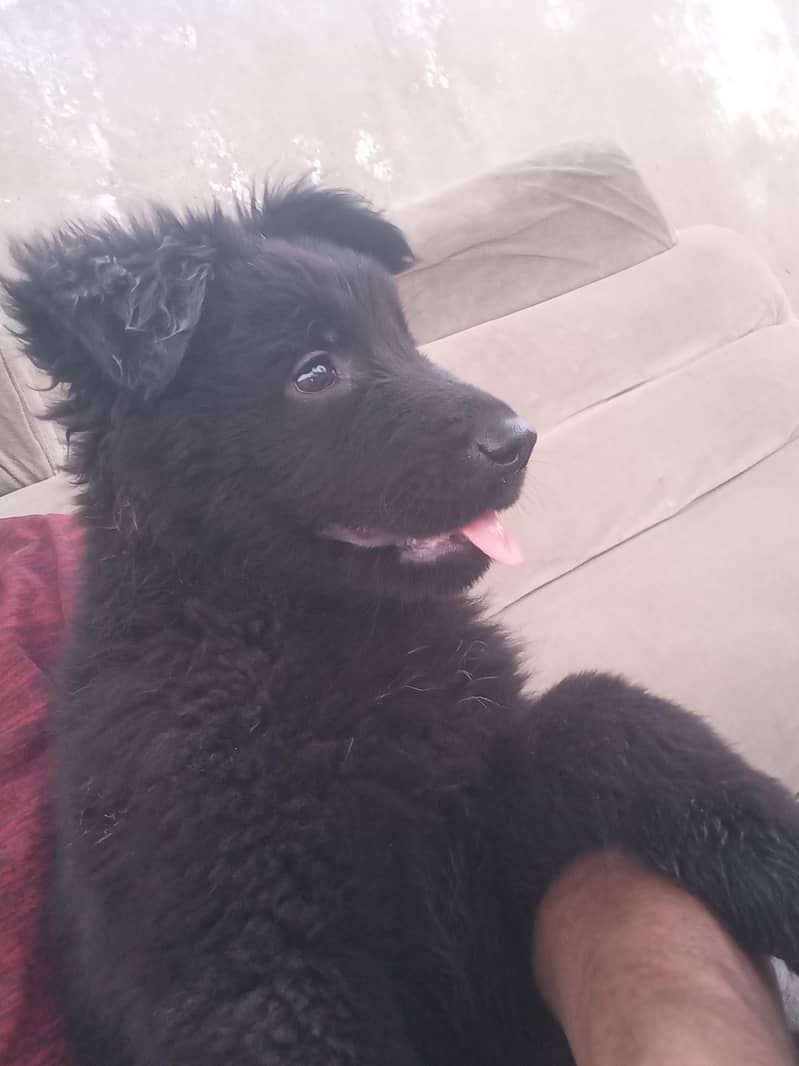 dog  2