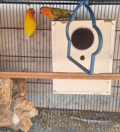 Beautiful BREEDER Pair