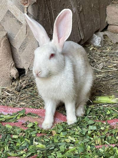 rabite