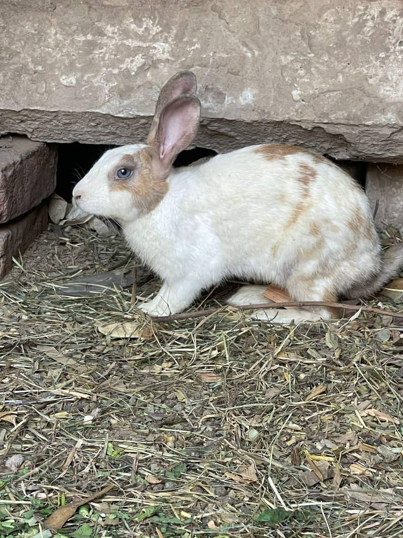 rabite 2