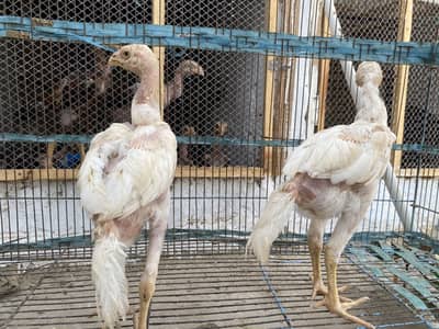 White heera for sale