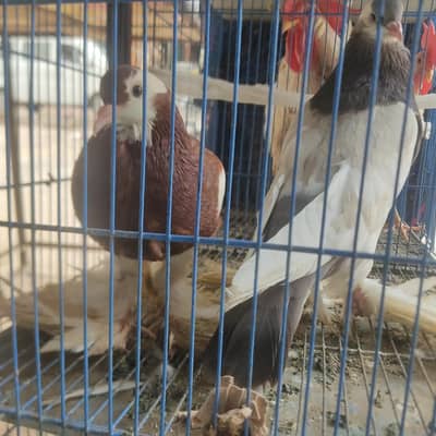 balloon pigeon