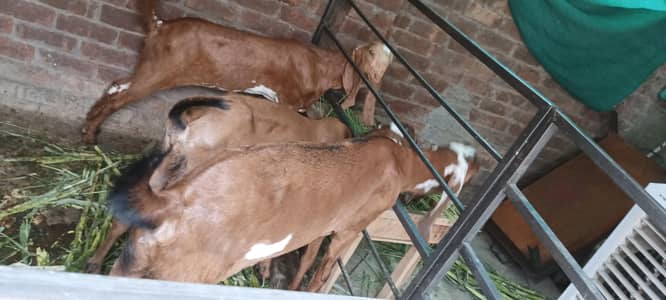 3 bakria total 1 bakri 5 month top quality 2 bakria 4 dant