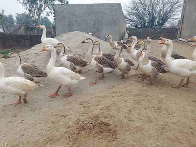 Ducks ( sawan) Batakh for sale