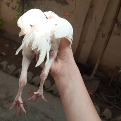 Parrot B shamo king