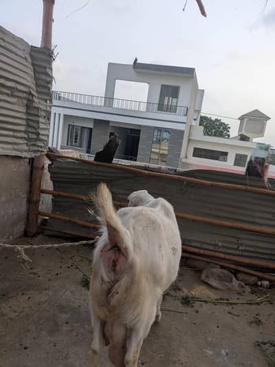 Bakri for sale