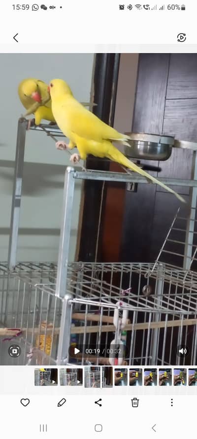 yellow ringneck red eyes