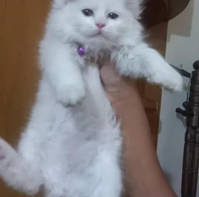 urgent sale for kitten WhatsApp number: 93207209320