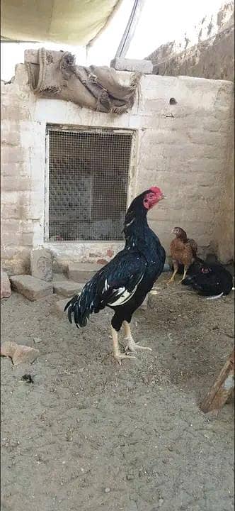 mushka lasani murga for sale location Multan