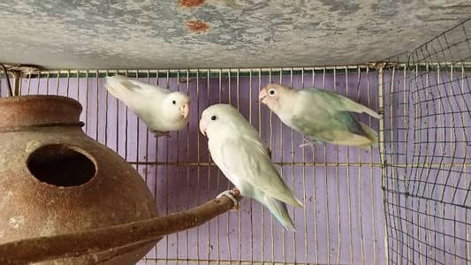 blue pestel Eno split parblure breeder pair aik single male for sale
