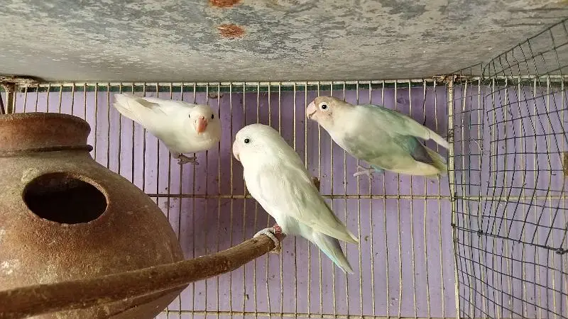 blue pestel Eno split parblure breeder pair aik single male for sale — photo 2