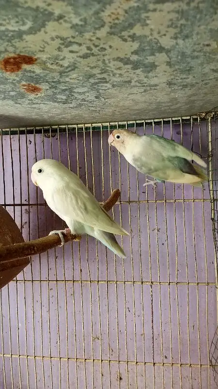 blue pestel Eno split parblure breeder pair aik single male for sale — photo 3