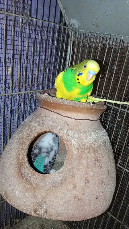 blue pestel Eno split parblure breeder pair aik single male for sale — photo 4