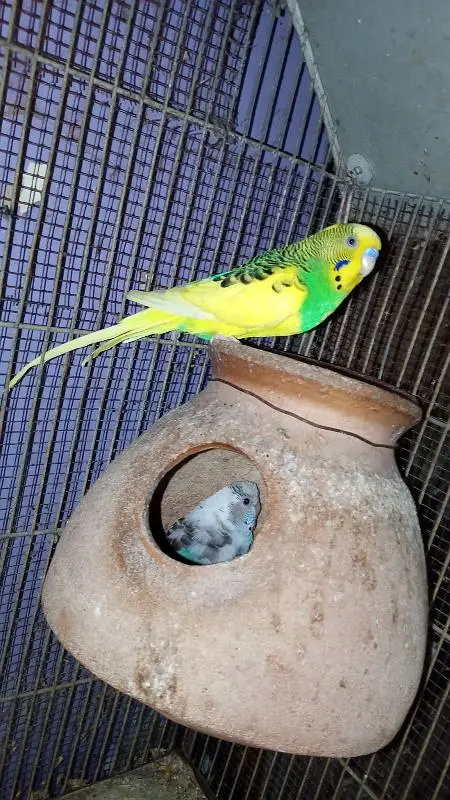 blue pestel Eno split parblure breeder pair aik single male for sale — photo 5