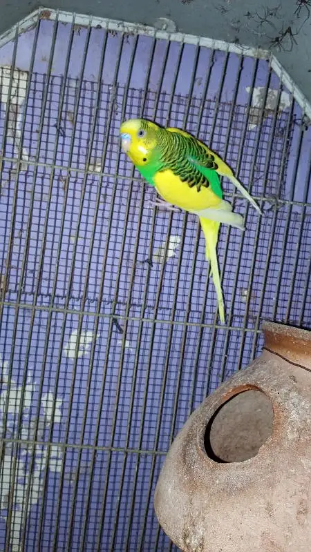 blue pestel Eno split parblure breeder pair aik single male for sale — photo 6