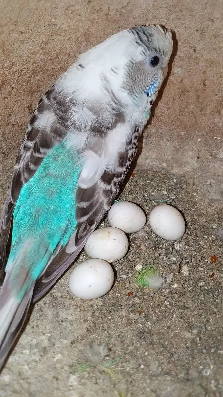 blue pestel Eno split parblure breeder pair aik single male for sale — photo 7