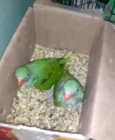 green ringneck & Raw parrot. conure