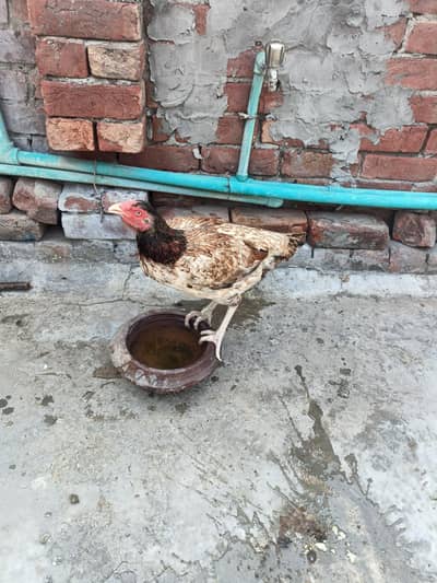 mainwali pair available Full Active