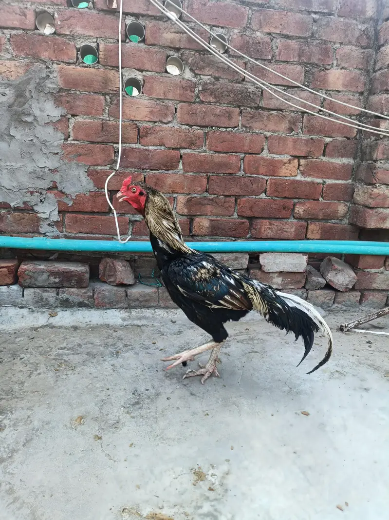 mainwali pair available Full Active — photo 2