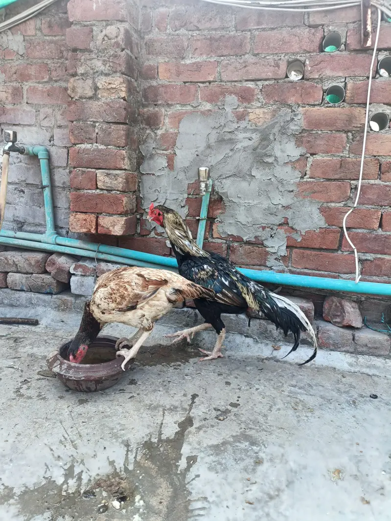 mainwali pair available Full Active — photo 3