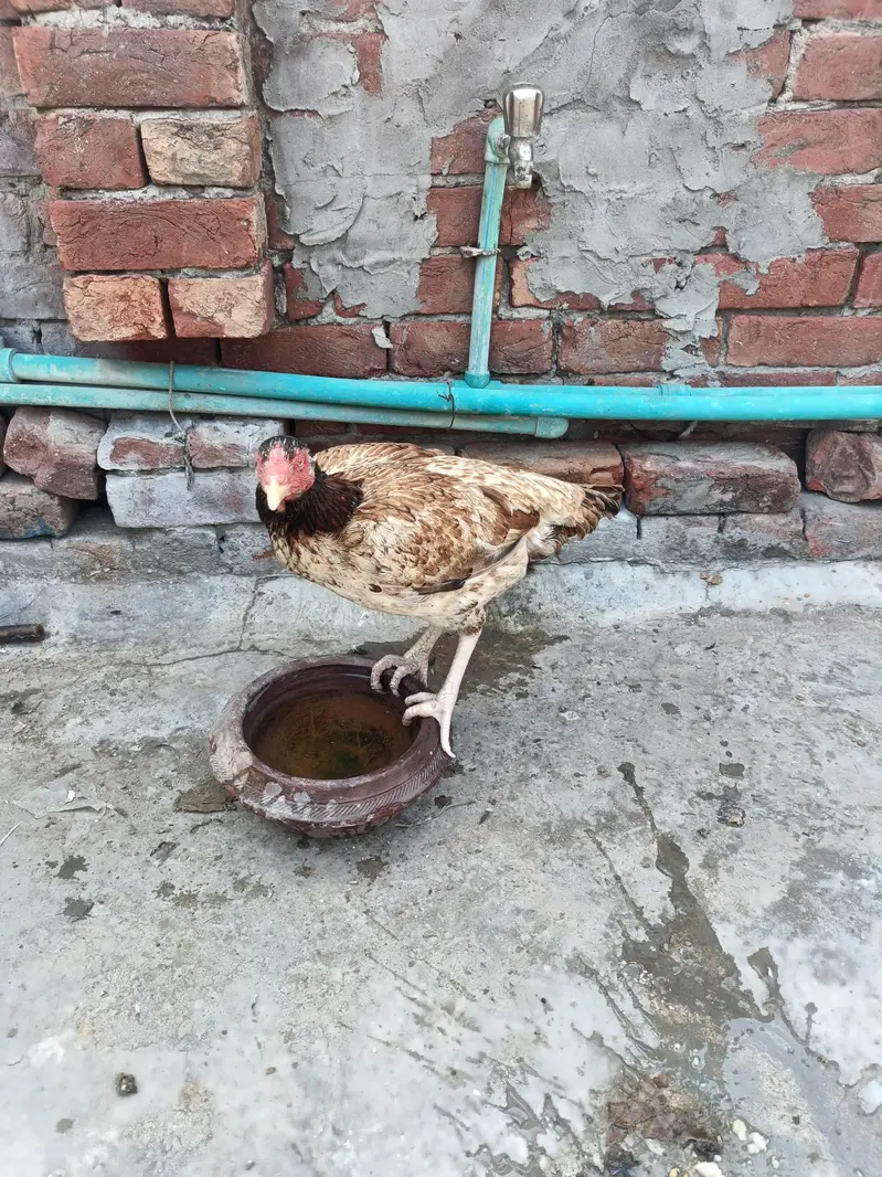 mainwali pair available Full Active — photo 4