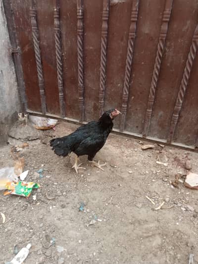 MURGI With CHIKS