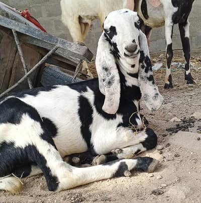 Betal bakri