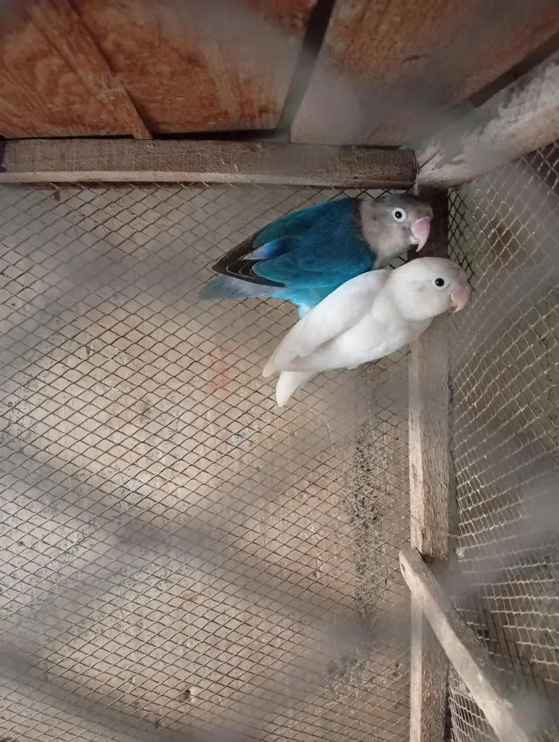 love bird for sale