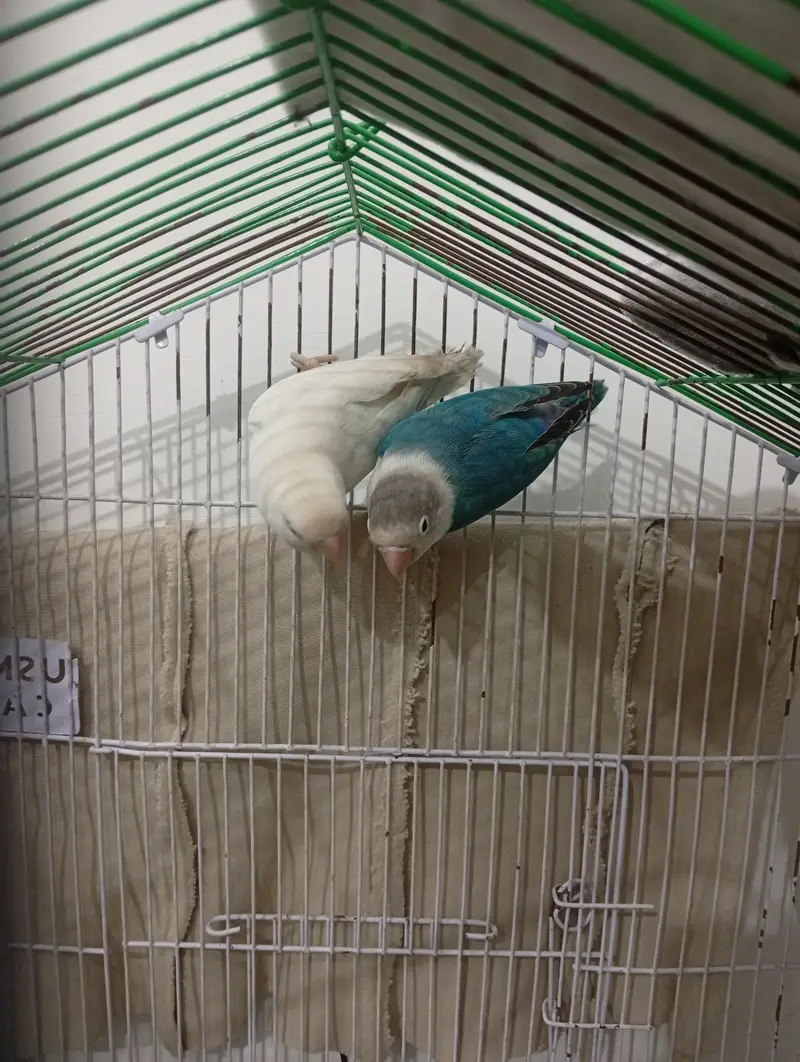 love bird for sale — photo 2