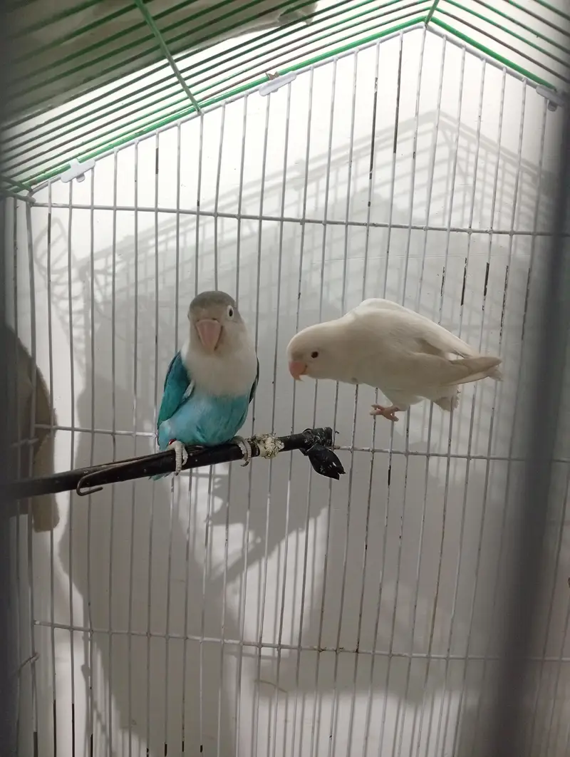 love bird for sale — photo 3