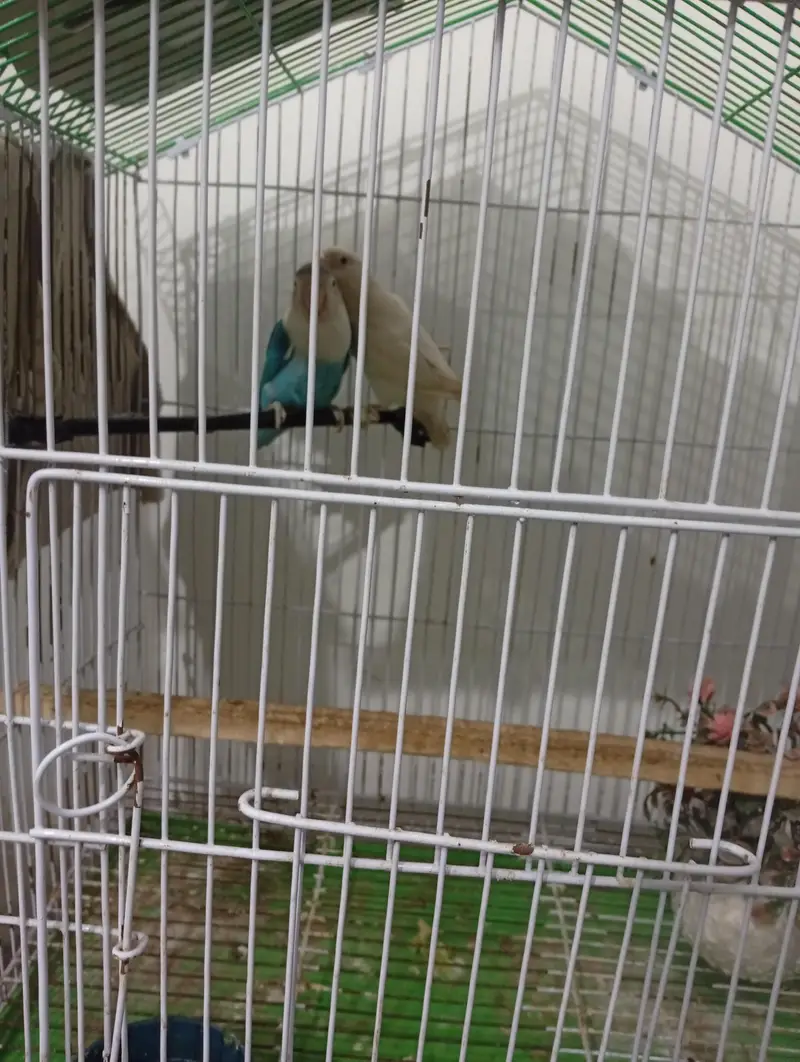 love bird for sale — photo 4