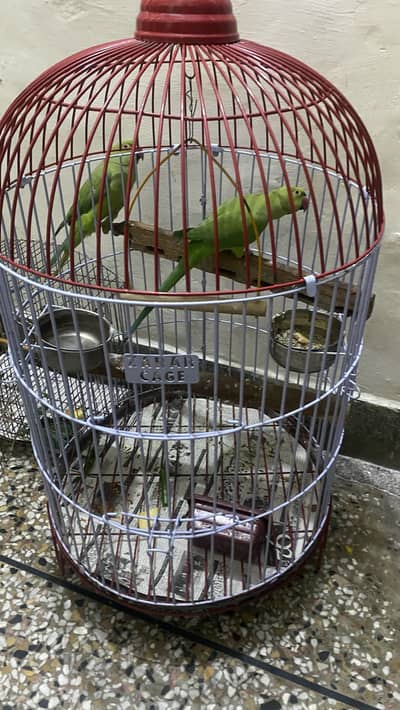 Green parrot Katha tota 2 females