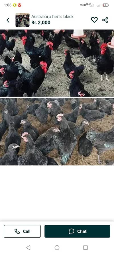 Black Australorp breed