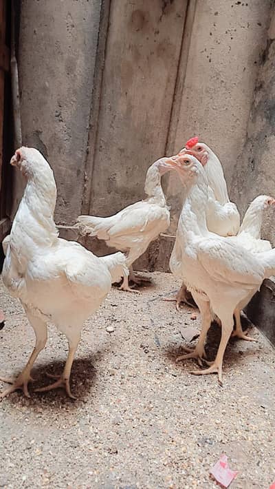 Heera Aseel Breeder Male and Females