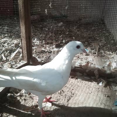 home breed pigeons