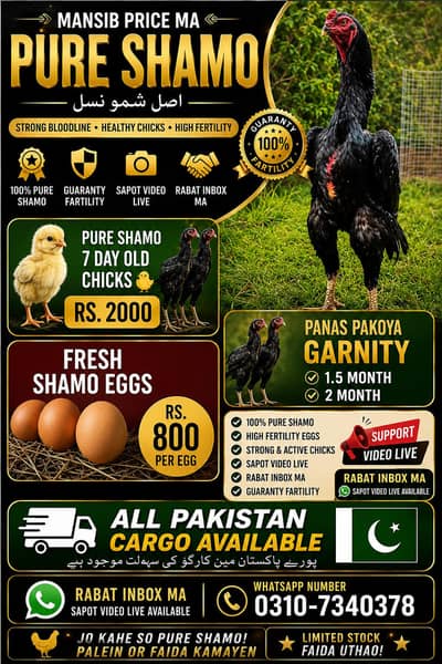 shamo eggand chick