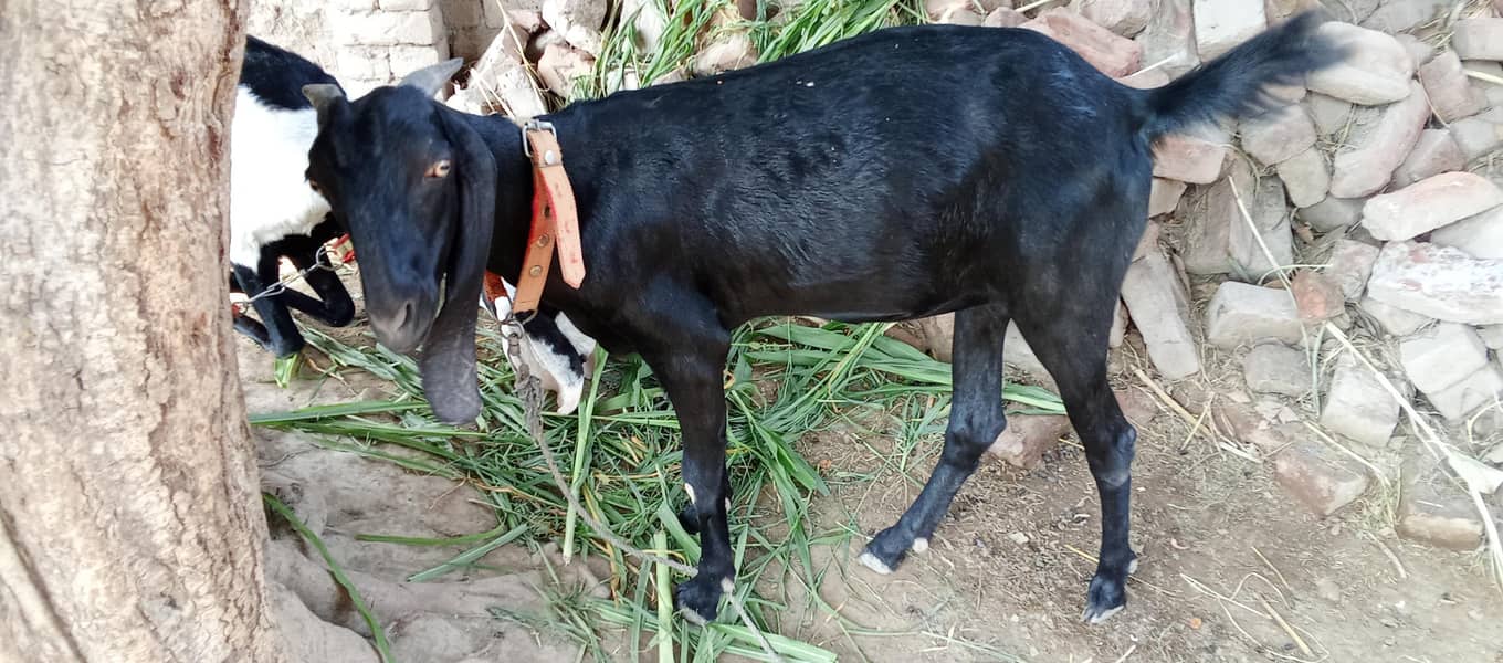 گوٹ فار سیل 1