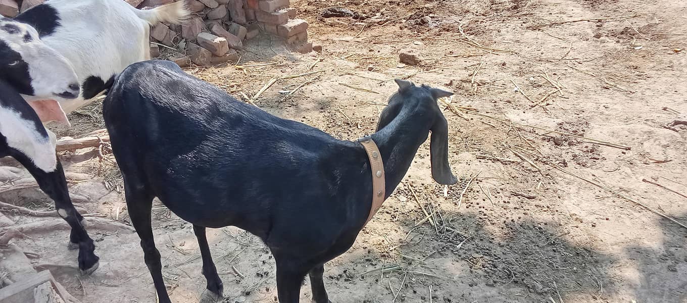 گوٹ فار سیل 5