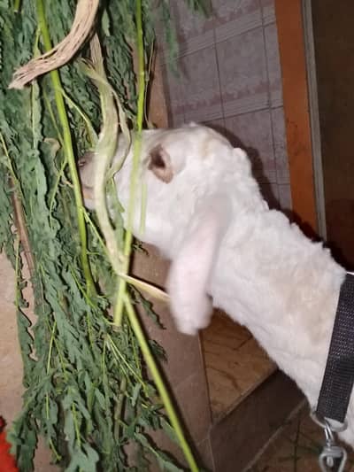 domba ha male ha kobsort ha khata peta sab ha