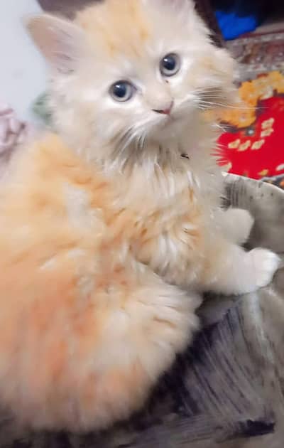 cat Persian