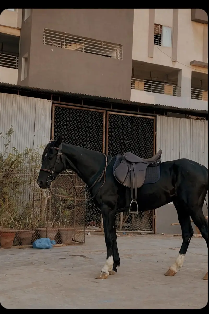 Horse Saddle — photo 2