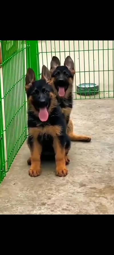 Long coat German puppy Shepherd . 03476578922 WhatsApp