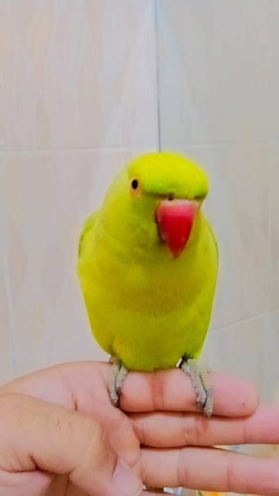 03369510495Friendly Green Ring Neck Male Parrot Jumbo Size