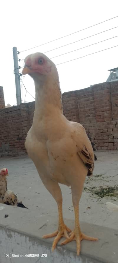 mashalha bohat khobsorat h or achi madi h