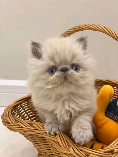 Persian | kittens | Cats | Blue eyes|  3 kot (⁠T⁠T⁠)| WA | O348O29O146