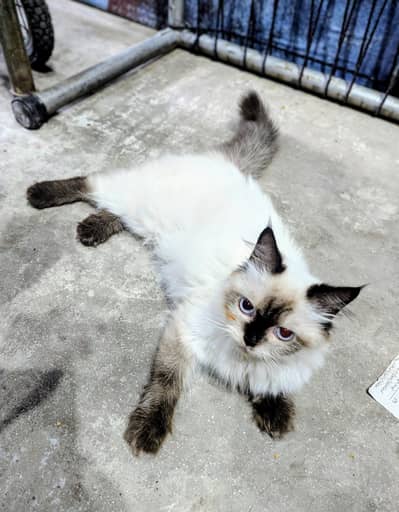 Siamese cat female for sale in Lahore